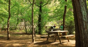 Table de pique-nique en bois installée dans le jardin d'un hôtel pour les espaces extérieurs